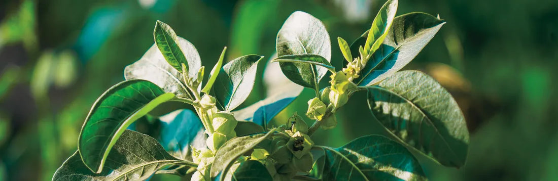 Qu’est-ce que l'Ashwagandha ? Bienfaits sur la santé