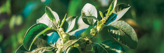 Qu’est-ce que l'Ashwagandha ? Bienfaits sur la santé
