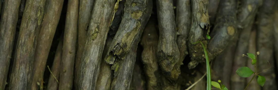 Bienfaits du Bacopa monnieri, ses usages et ce que dit la science