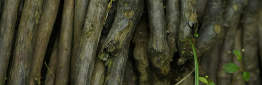 Bienfaits du Bacopa monnieri, ses usages et ce que dit la science