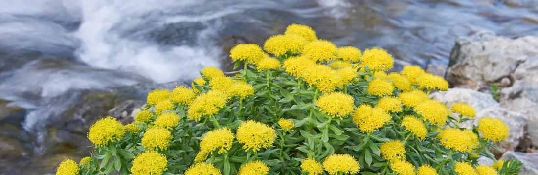 Rhodiola rosea : bienfaits et effets sur la santé